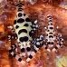 shrimp_coleman_bhr_tam_v_0348_bal6210.jpg